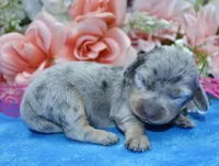 AKCSmidgehold, a female Miniature Dachshund for sale in Colorado Springs, CO – Photo 1 of 3