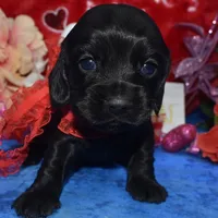 BowieSolidBlack, a male Cocker Spaniel and Miniature Dachshund for sale in Colorado Springs, CO – Photo 2 of 4