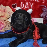 BowieSolidBlack, a male Cocker Spaniel and Miniature Dachshund for sale in Colorado Springs, CO – Photo 4 of 4