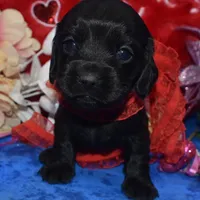 BowieSolidBlack, a male Cocker Spaniel and Miniature Dachshund for sale in Colorado Springs, CO – Photo 3 of 4