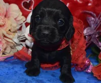 processed/f8485e6d-cb15-4bfd-946f-7c27fd0a36da/listing/b029b67b-a623-4d92-a6d1-2aed65313287/cecf0b7c-2726-48cf-97f0-22705d8d915e