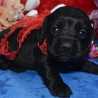BowieSolidBlack, a male Cocker Spaniel and Miniature Dachshund for sale in Colorado Springs, CO – Photo 1 of 4