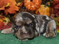 AKCtweedchocolatetanmerleblueeyescockerpup, a male Cocker Spaniel for sale in Peyton, CO – 2 of 3