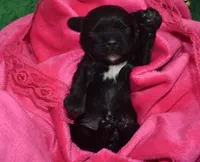 AKCAspenBlackCockerPup, a female Cocker Spaniel for sale in Peyton, CO – 4 of 4