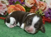 AKCBentleychocolatetanParticockerpup, a male Cocker Spaniel for sale in Peyton, CO – 2 of 3