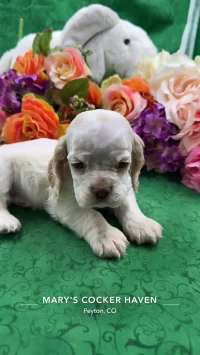 AKCTobyBuffPartiCockerPuppy, a male Cocker Spaniel for sale in Colorado Springs, CO – 7 of 7