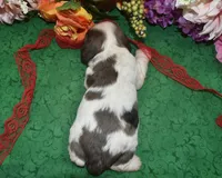 AKCChocolateSablePartiMerleCockerPup, a male Cocker Spaniel for sale in Peyton, CO – 4 of 4