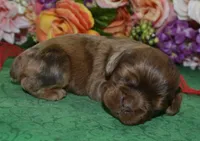 AKCKodachocolatesablemerlecockerpup, a male Cocker Spaniel for sale in Peyton, CO – 2 of 4