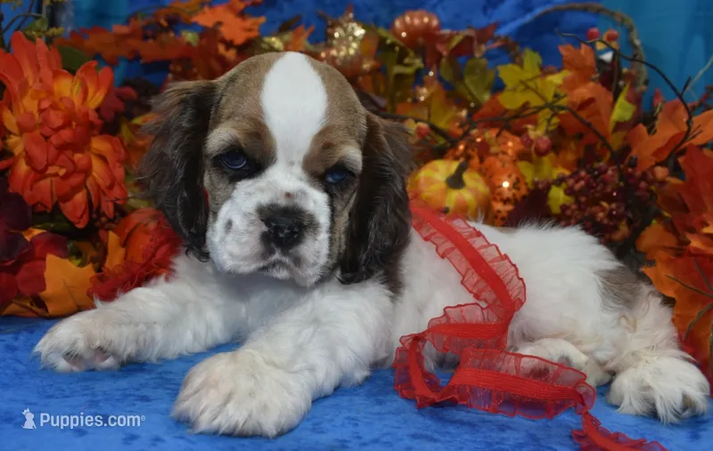AKCSablePartiMerleCockerPup – Cocker Spaniel puppy for sale in Peyton, CO
