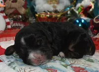 AKCblacktancockerpuppy, a male Cocker Spaniel for sale in Peyton, CO – 3 of 4
