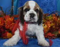 AKCSablePartiMerleCockerPup, a male Cocker Spaniel for sale in Peyton, CO – 2 of 7