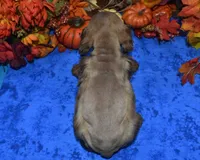 AKCKodachocolatesablemerlecockerpup, a male Cocker Spaniel for sale in Peyton, CO – 4 of 4