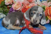 AKCbluedappleblueeyesdach, a male Miniature Dachshund for sale in Colorado Springs, CO – Photo 1 of 5