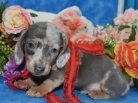 AKCbluedappleblueeyesdach, a male Miniature Dachshund for sale in Colorado Springs, CO – Photo 4 of 5