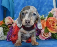 AKCbluedappleblueeyesdach, a male Miniature Dachshund for sale in Colorado Springs, CO – Photo 3 of 5