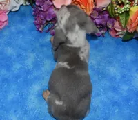 AKCbluedappleblueeyesdach, a male Miniature Dachshund for sale in Colorado Springs, CO – Photo 5 of 5