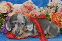 AKCbluedappleblueeyesdach, a male Miniature Dachshund for sale in Colorado Springs, CO – Photo 2 of 5