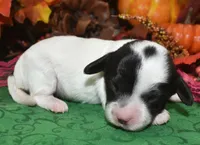 BellablackPartiDoxiepoo, a female Poodle - Toy  and Miniature Dachshund for sale in Peyton, CO – 2 of 4