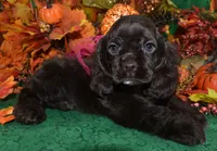 AKCSugarChocolateCockerPup, a female Cocker Spaniel for sale in Peyton, CO – 2 of 5
