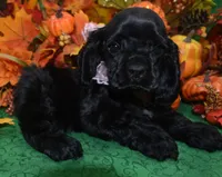 AKCAspenBlackCockerPup, a female Cocker Spaniel for sale in Peyton, CO – 2 of 4