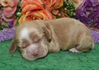 AKCMayaBuffCockerPuppy, a female Cocker Spaniel for sale in Colorado Springs, CO – Photo 3 of 3
