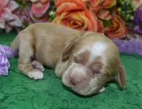 AKCMayaBuffCockerPuppy, a female Cocker Spaniel for sale in Colorado Springs, CO – Photo 2 of 3