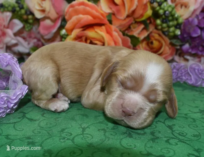 AKCMayaBuffCockerPuppy – Cocker Spaniel puppy for sale in Colorado Springs, CO