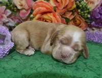 AKCMayaBuffCockerPuppy, a female Cocker Spaniel for sale in Colorado Springs, CO – Photo 1 of 3