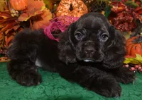 AKCSugarChocolateCockerPup, a female Cocker Spaniel for sale in Peyton, CO – 4 of 5