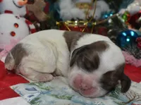 AKCchocolatesablepartimerlecockerpup, a female Cocker Spaniel for sale in Peyton, CO – 2 of 5