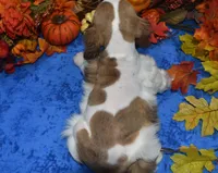 AKCSablePartiMerleCockerPup, a male Cocker Spaniel for sale in Peyton, CO – 6 of 7