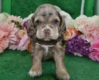 AKCWillowchocolatetanmerleblueeyescockerpup, a female Cocker Spaniel for sale in Colorado Springs, CO – Photo 3 of 5