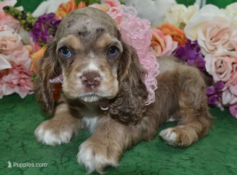 AKCWillowchocolatetanmerleblueeyescockerVideo – Cocker Spaniel puppy for sale in Colorado Springs, CO