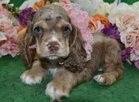 AKCWillowchocolatetanmerleblueeyescockerVideo, a female Cocker Spaniel for sale in Colorado Springs, CO – 1 of 6