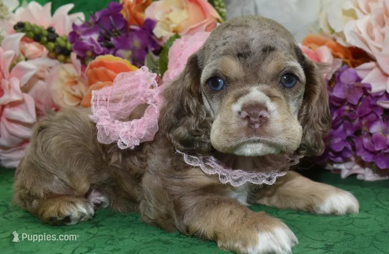 AKCWillowchocolatetanmerleblueeyescockerpup – Cocker Spaniel puppy for sale in Colorado Springs, CO