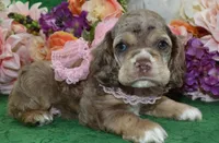 AKCWillowchocolatetanmerleblueeyescockerpup, a female Cocker Spaniel for sale in Colorado Springs, CO – Photo 1 of 5
