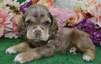 AKCWillowchocolatetanmerleblueeyescockerpup, a female Cocker Spaniel for sale in Colorado Springs, CO – Photo 4 of 5
