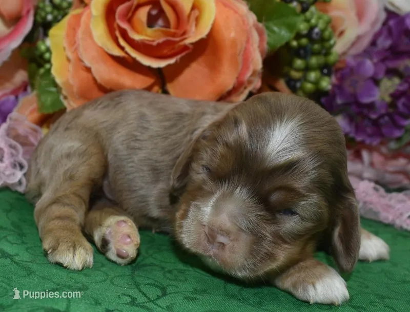 AKCWillowchocolatetanmerlecockerpup – Cocker Spaniel puppy for sale in Colorado Springs, CO