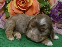 AKCWillowchocolatetanmerlecockerpup, a female Cocker Spaniel for sale in Colorado Springs, CO – Photo 1 of 3