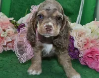 AKCWillowchocolatetanmerleblueeyescockerVideo, a female Cocker Spaniel for sale in Colorado Springs, CO – 3 of 6