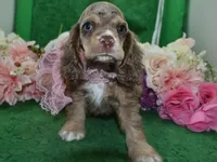 AKCWillowchocolatetanmerleblueeyescockerVideo, a female Cocker Spaniel for sale in Colorado Springs, CO – 4 of 6