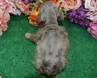 AKCWillowchocolatetanmerleblueeyescockerpup, a female Cocker Spaniel for sale in Colorado Springs, CO – Photo 5 of 5