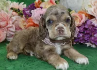 AKCWillowchocolatetanmerleblueeyescockerpup, a female Cocker Spaniel for sale in Colorado Springs, CO – Photo 2 of 5