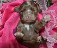 AKCWillowchocolatetanmerlecockerpup, a female Cocker Spaniel for sale in Colorado Springs, CO – Photo 3 of 3