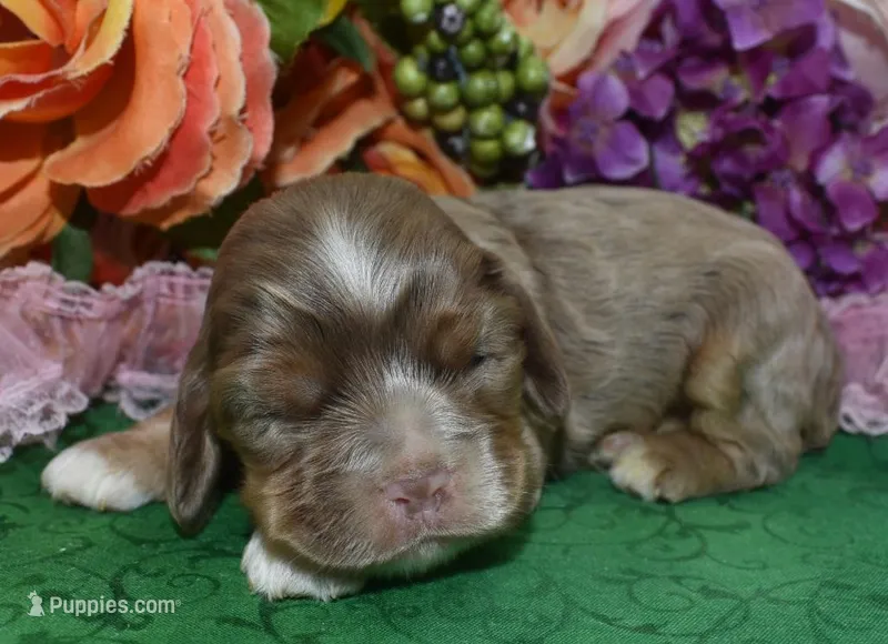 AKCWillowchocolatetanmerlecockerpup – Cocker Spaniel puppy for sale in Colorado Springs, CO