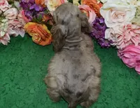 AKCWillowchocolatetanmerleblueeyescockerVideo, a female Cocker Spaniel for sale in Colorado Springs, CO – 5 of 6