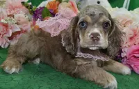 AKCWillowchocolatetanmerleblueeyescockerVideo, a female Cocker Spaniel for sale in Colorado Springs, CO – 2 of 6