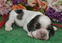 AKCChocolateSablePartiMerleCockerPup, a male Cocker Spaniel for sale in Peyton, CO – 2 of 4