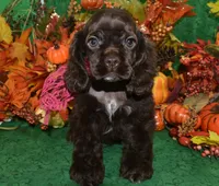 AKCSugarChocolateCockerPup, a female Cocker Spaniel for sale in Peyton, CO – 3 of 5