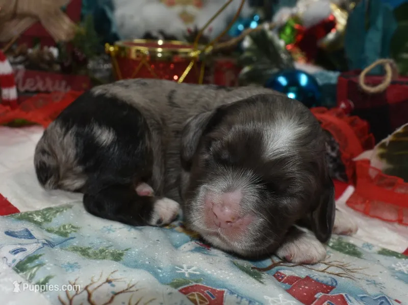 AKCbluetanmerlecockerpuppy, a male Cocker Spaniel for sale in Peyton, CO – 1 of 4